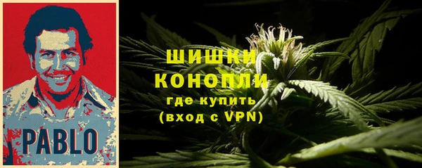 сатива Волоколамск